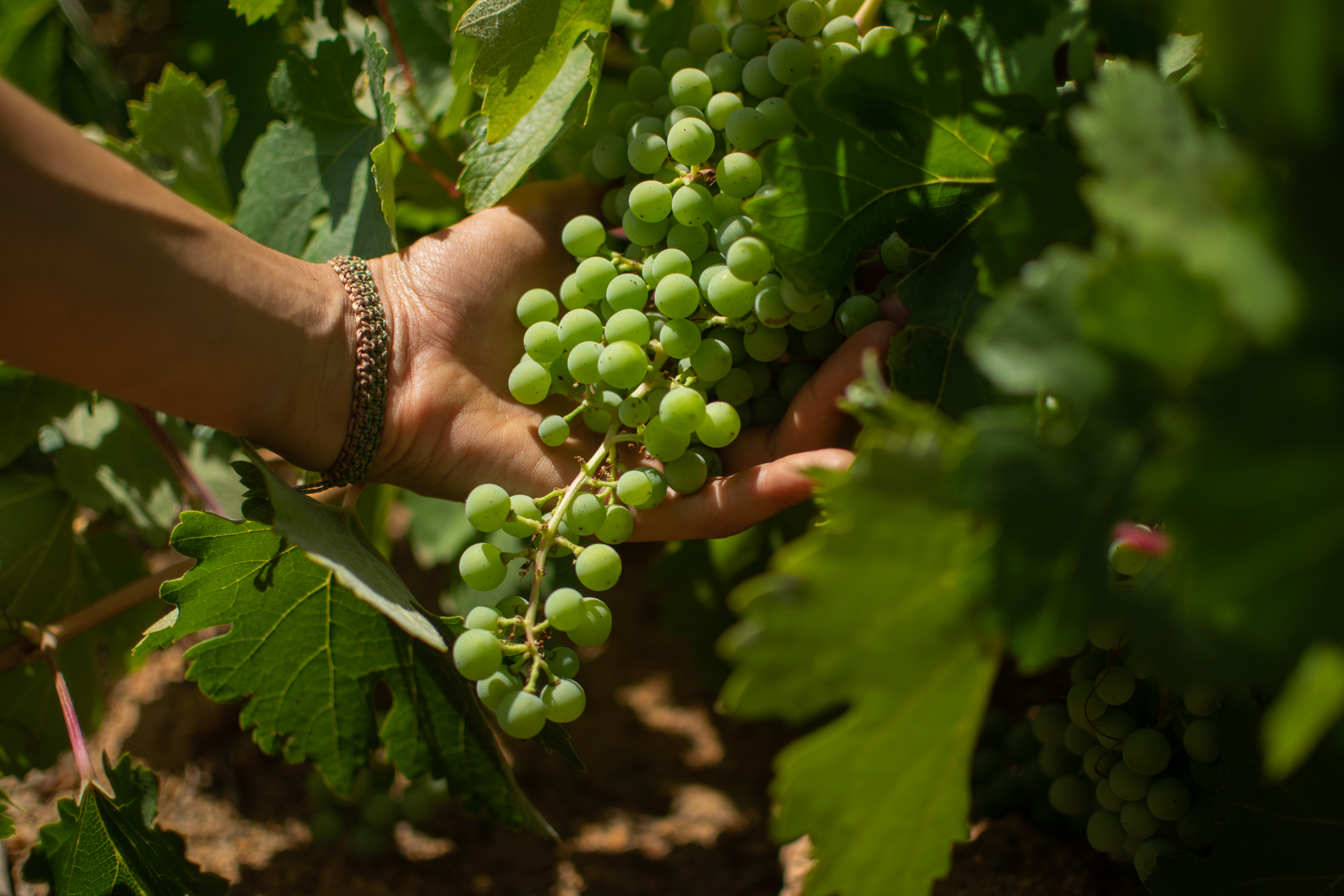 Viñedos centenarios del Secano del Maule